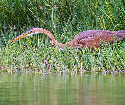 Purpurreiher (Ardea purpurea) 02