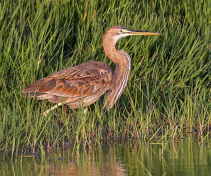 Purpurreiher (Ardea purpurea) 01