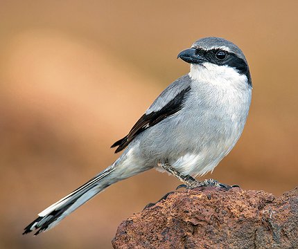 Mittelmeer-Raubwürger (Lanius meridionalis koenigi)