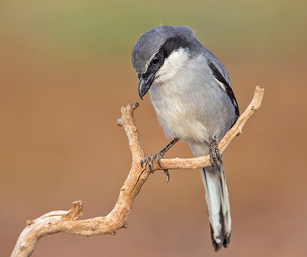 Mittelmeer-Raubwürger (Lanius meridionalis koenigi)