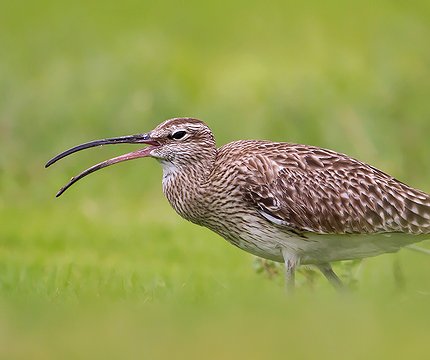 Regenbrachvogel (Numenius phaeopus) 02
