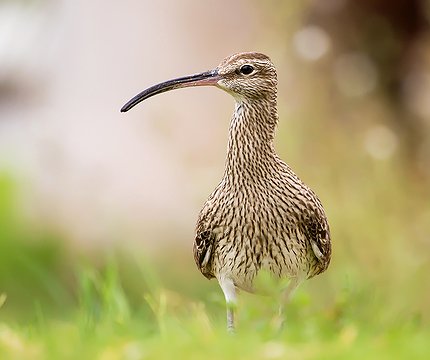 Regenbrachvogel (Numenius phaeopus) 01