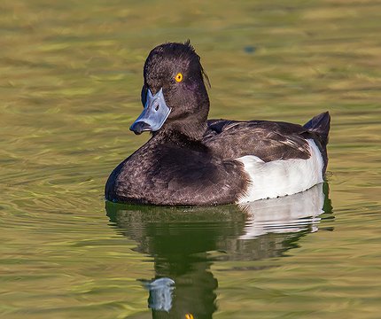 Reiherente (Aythya fuligula) 02