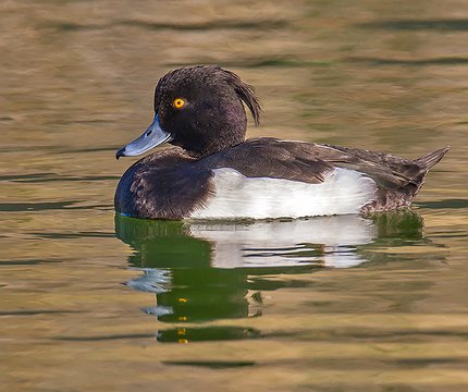 Reiherente (Aythya fuligula) 01