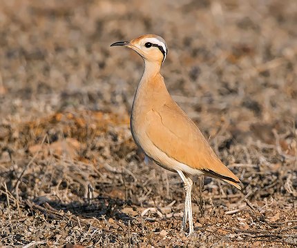 Rennvogel (Cursorius cursor) 02