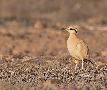 Rennvogel (Cursorius cursor) 01