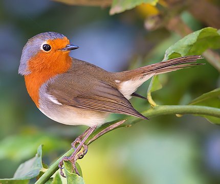 Kanaren-Rotkehlchen (Erithacus r. superbus)