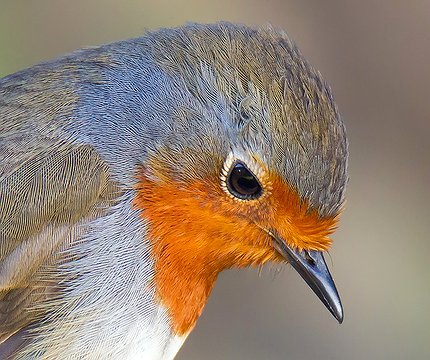 Kanaren-Rotkehlchen (Erithacus r. superbus)