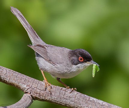 Samtkopfgrasmücke (Sylvia melanocephala)