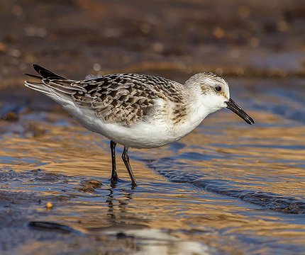 Sanderling (Calidris alba)