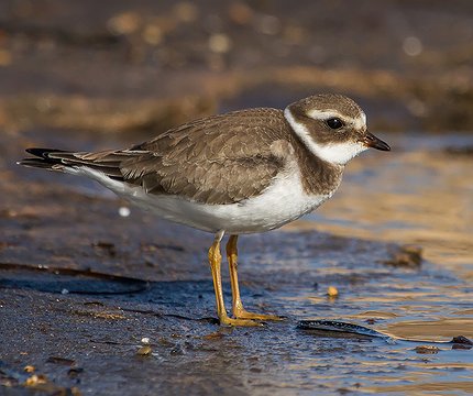 Sandregenpfeifer (Charadrius hiaticula) 02