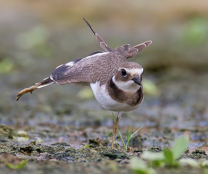 Sandregenpfeifer (Charadrius hiaticula)