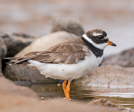 Sandregenpfeifer (Charadrius hiaticula)