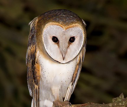 Schleiereule (Tyto alba alba)