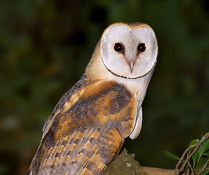 Schleiereule (Tyto alba alba)
