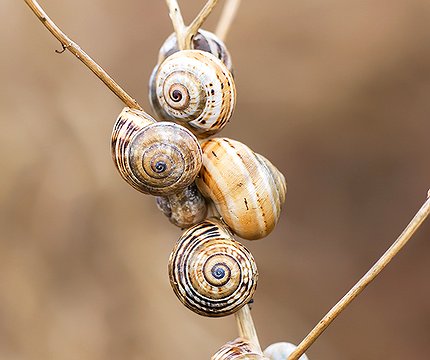 Schnecken