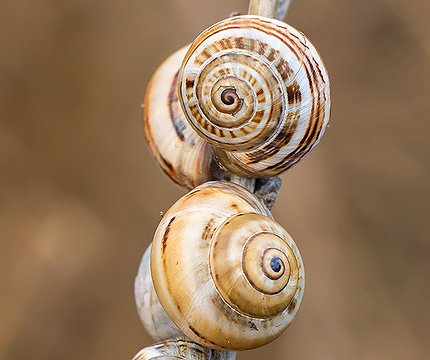 Schnecken