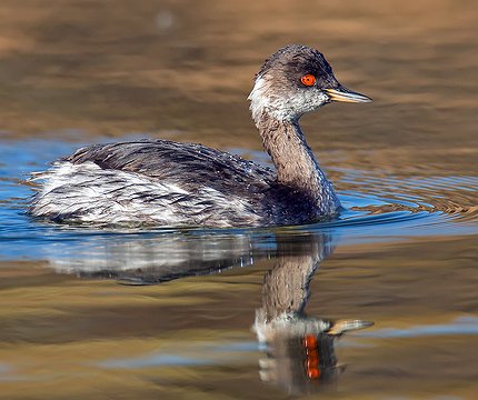 Schwarzhalstaucher (Podiceps nigricollis) 02