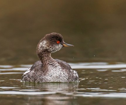 Schwarzhalstaucher (Podiceps nigricollis) 01