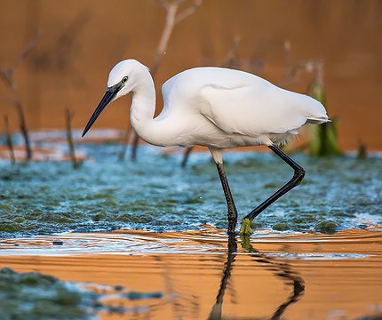 Seidenreiher (Egretta garzetta) 02