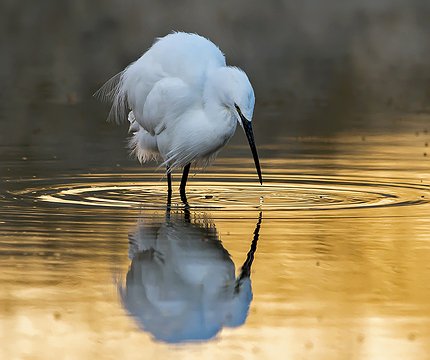 Seidenreiher (Egretta garzetta) 01