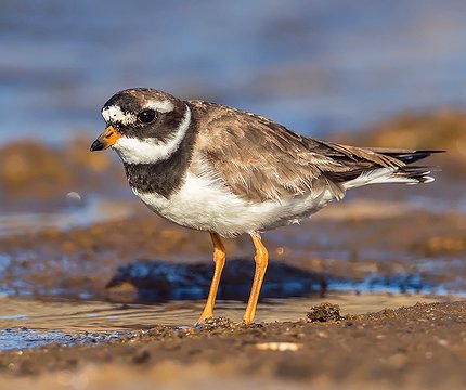 Sandregenpfeifer (Charadrius hiaticula) 03