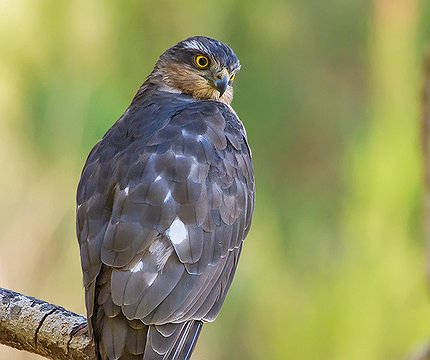Sperber (Accipiter nisus granti)