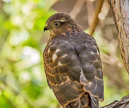 Sperber (Accipiter nisus granti)