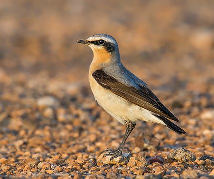 Steinschmätzer (Oenanthe oenanthe)