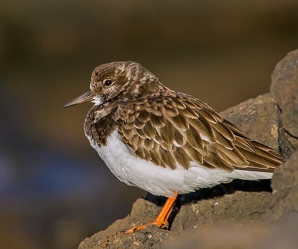 Steinwälzer (Arenaria interpres)