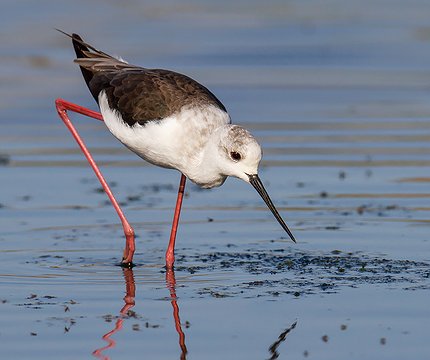 Stelzenläufer (Himantopus himantopus)