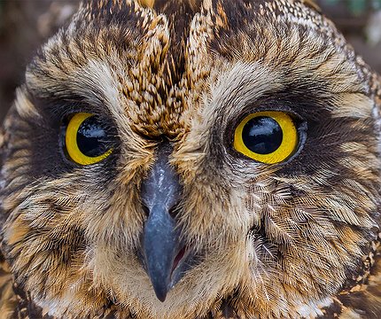 Sumpfohreule (Asio flammeus)