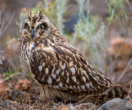 Sumpfohreule (Asio flammeus)
