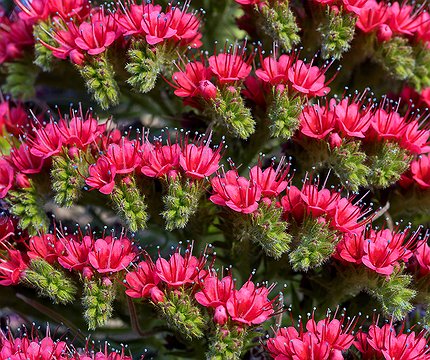 Wildprets Natternkopf (Echium wildpretii) 02