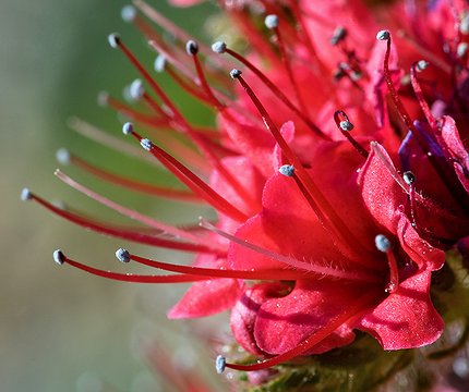 Wildprets Natternkopf (Echium wildpretii) 01