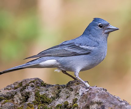 Teydefink Männchen (Fringilla teydea)