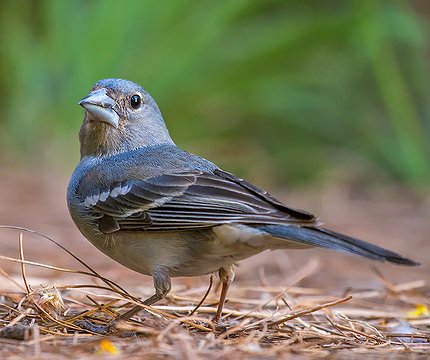 Teydefink Männchen (Fringilla teydea)