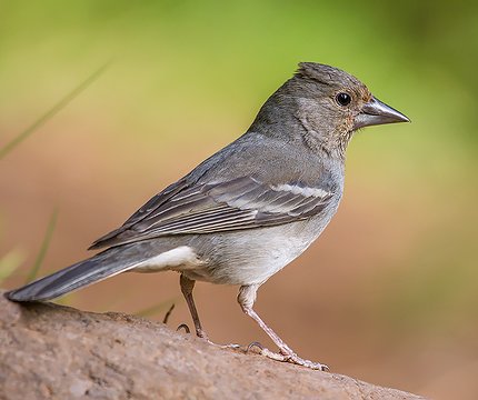 Teydefink Weibchen (Fringilla teydea)