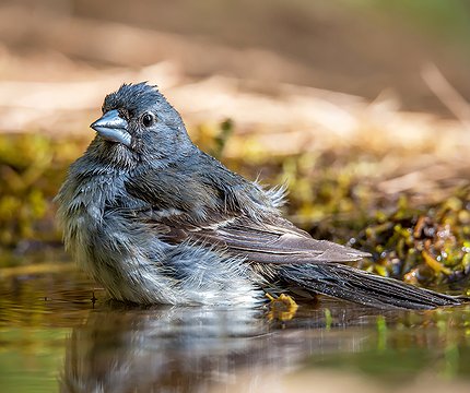Teydefink (Fringilla teydea)