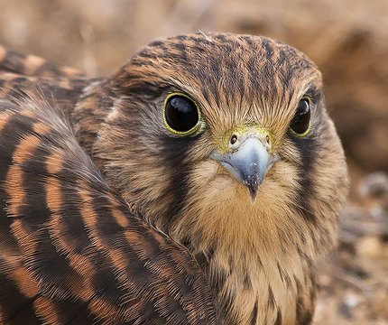 Turmfalke (Falco tinnunculus canariensis)