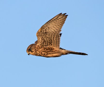 Turmfalke (Falco tinnunculus canariensis) 02