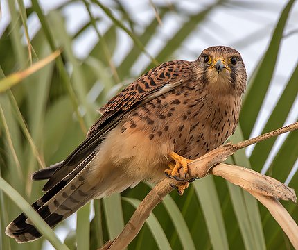 Turmfalke (Falco tinnunculus canariensis)