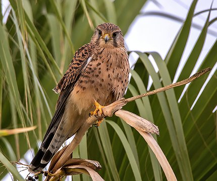 Turmfalke (Falco tinnunculus canariensis)
