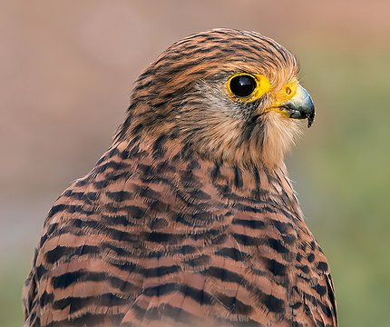Turmfalke (Falco tinnunculus canariensis)