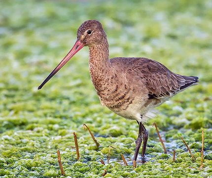 Uferschnepfe (Limosa limosa) 02