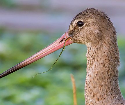 Uferschnepfe (Limosa limosa) 01
