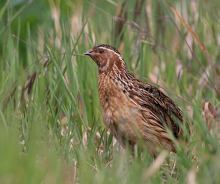 Wachtel (Coturnix coturnix)