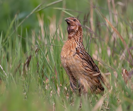 Wachtel (Coturnix coturnix)