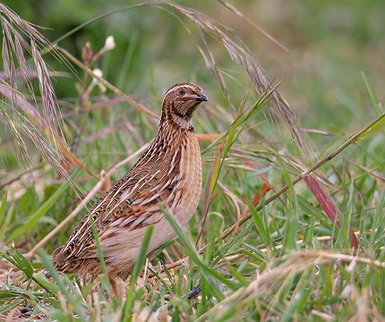 Wachtel (Coturnix coturnix)