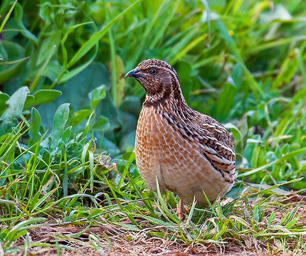 Wachtel (Coturnix coturnix) 02